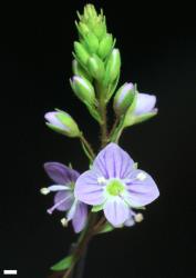 Veronica anagallis-aquatica. Inflorescence. Scale = 1 mm.
 Image: P.J. Garnock-Jones © Te Papa CC-BY-NC 3.0 NZ